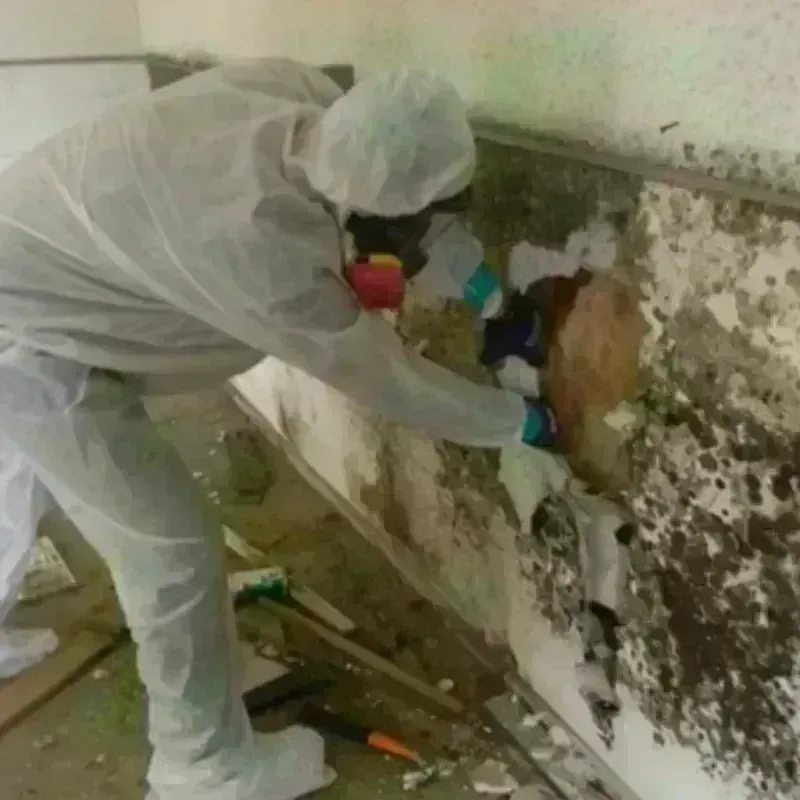 Mold Remediation and Removal in Montgomery, WV